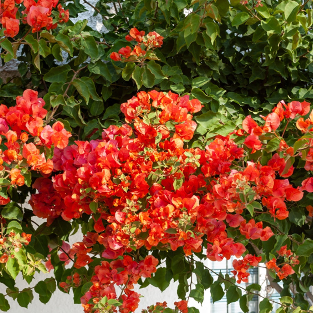 Bougainvillea orange - Drillingsblume orange - Bougainvillea