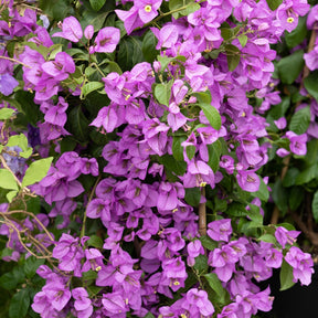 Bougainvillea - Bougainvillea violett - Bougainvillea purple
