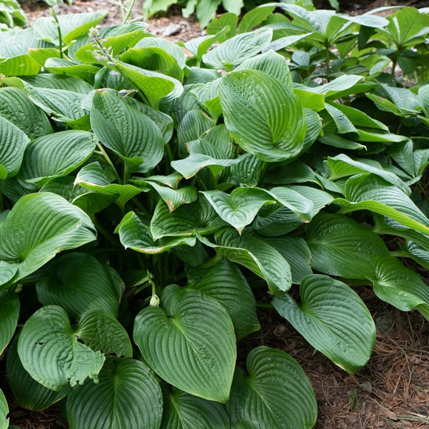 Grünblättrige Riesen-Funkie - Hosta elata - Willemse