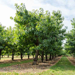 Süßkirsche 'Bigarreau Van' - Prunus avium bigareau van - Willemse