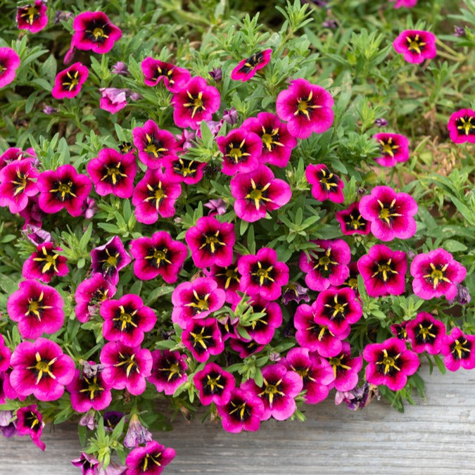 Petunien und Calibrachoa - Zauberglöckchen Good Night Kiss (x3) - Calibrachoa cabaret® 'good night kiss'