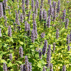 Agastache Black Adder - Agastache 'black adder' - Willemse