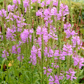 Gelenkblume 'Bouquet Rose' - Physostegia virginiana 'bouquet rose' - Willemse
