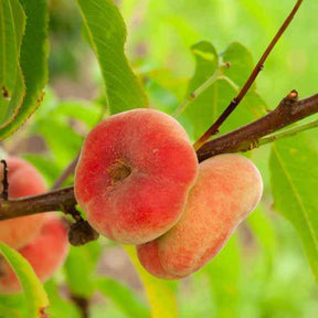 Tellerpfirsich 'Platycarpa' - Willemse