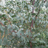 Eukalyptus - Willemse