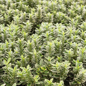 Japanischer Spindelstrauch Microphyllus Albovariegatus - Willemse