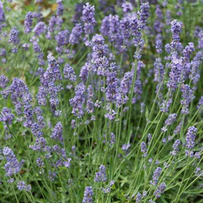 Lavendel Dutch - Willemse