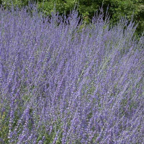 Kleine Blauraute Little Spire ® - Willemse