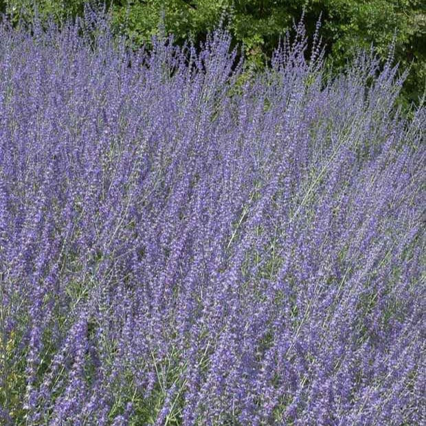 Kleine Blauraute Little Spire ® - Willemse