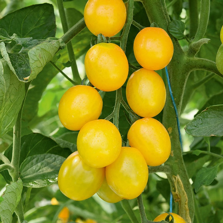 Kirschtomate Gusta Mini Yellow F1 Pflanzen - Willemse