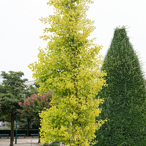 Fächerblattbaum Blagon - Willemse