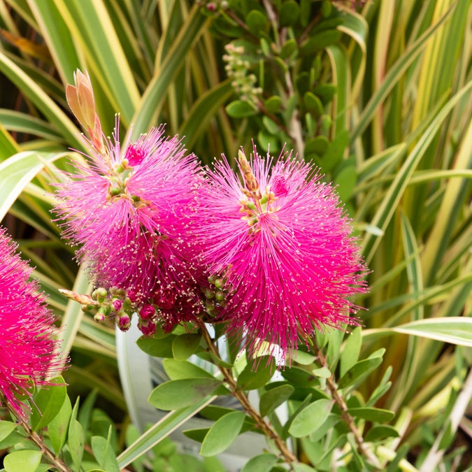 Callistemon viminalis Hot Pink - Zylinderputzer Hot Pink - Blühende Sträucher