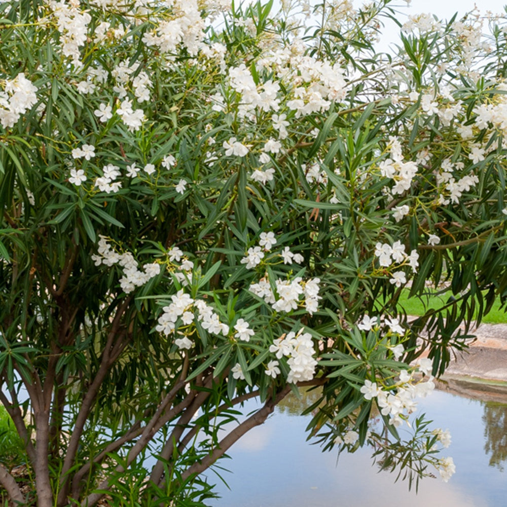 Nerium oleander white - Weisse Oleander - Blühende Sträucher