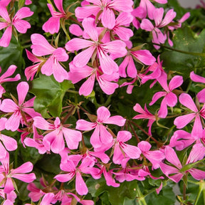 Hängegeranie rosa - Willemse
