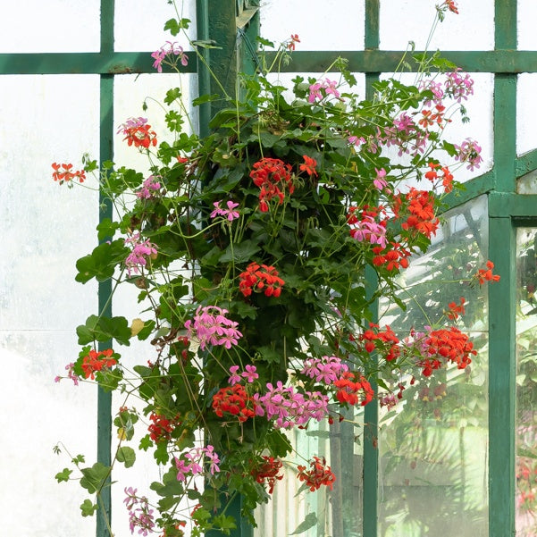 Geranien - Pelargonien - Hängegeranie rosa - Pelargonium peltatum