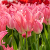 Tulpen ‘Pretty Love’ (x7) - Willemse