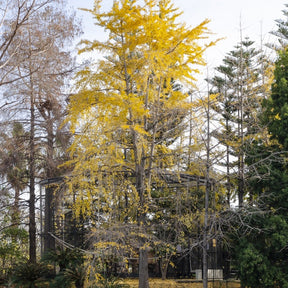 Japanischer Nussbaum - Ginkgo