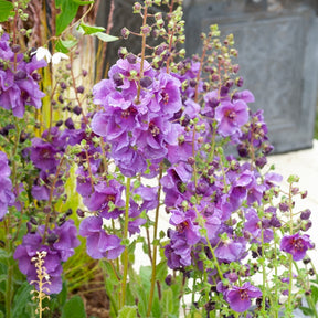 Königskerze Sugar Plum - Willemse