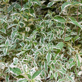 Diervilla ‘Variegata’ - Willemse