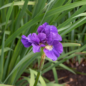 Sibirische Schwertlilie ‘Kaboom’ - Willemse