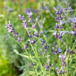 Echter Lavendel Munstead - Lavandula angustifolia 'munstead' - Willemse