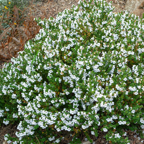 Australische Minze (Prostanthera) - Willemse