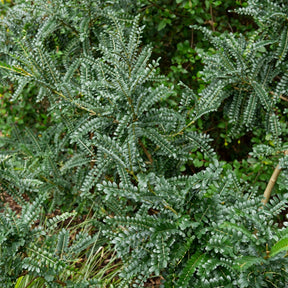 Sophora microphylla 'sun king' - Kleinblättrige Sophora ‘Sun King’ - Balkonblumen