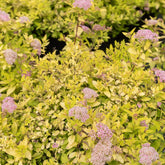 Japanischer Spierstrauch 'Goldmound' - Spiraea japonica goldmound - Willemse