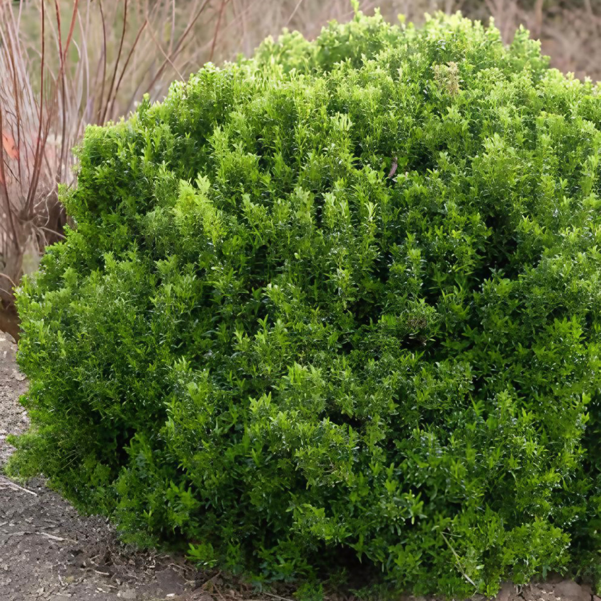 Japanischer Spindelstrauch Microphyllus - Willemse
