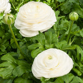 Weiße Ranunkeln - Ranunculus white - Willemse