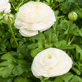 Weiße Ranunkeln - Ranunculus white - Willemse