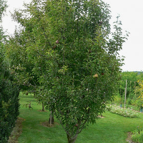 Birne 'Cannelle' - Willemse