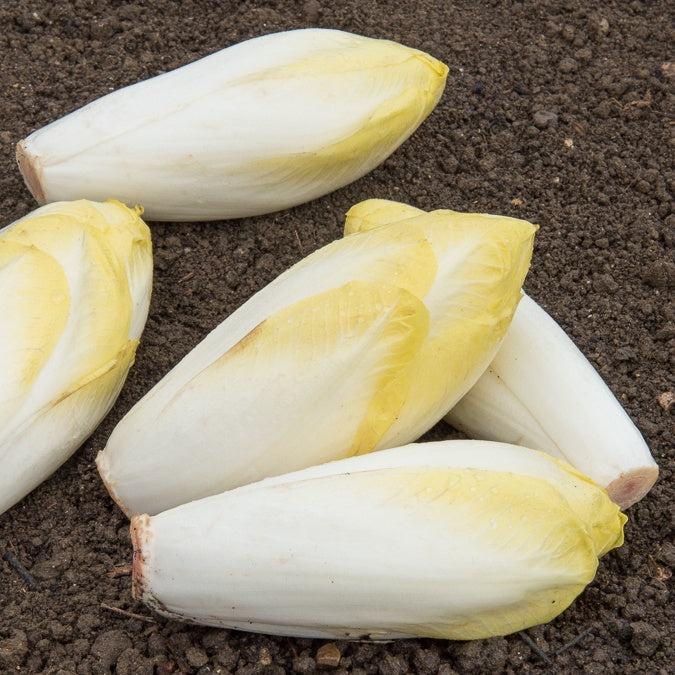 Zichorie Witloof Bingo F - Willemse