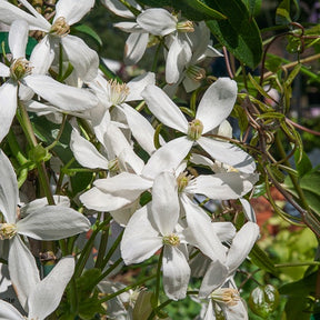 Waldrebe Snowdrift - Clematis armandii 'snowdrift' - Willemse