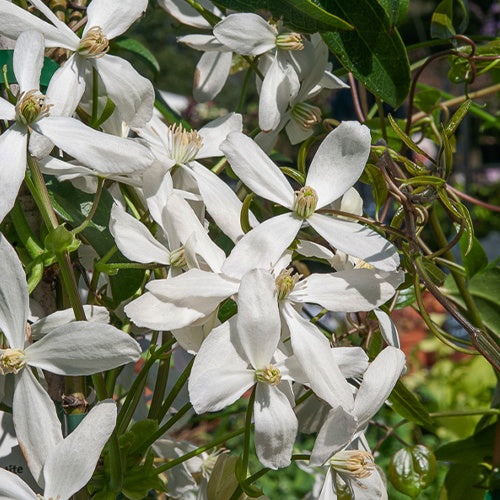 Waldrebe Snowdrift - Clematis armandii 'snowdrift' - Willemse