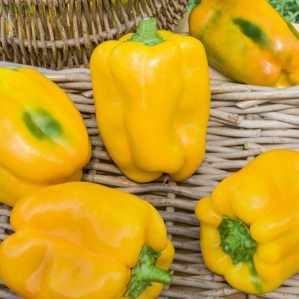 Gelbe Paprika Jaune Tenor F1 - Willemse