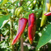 Paprika 'Gorria' (x3) - Willemse