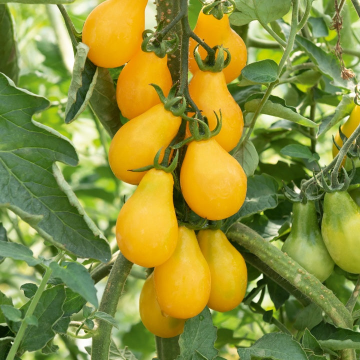 Kirschtomate Yellow Pearshed - Willemse