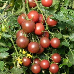 Kirschtomate Black Cherry - Willemse