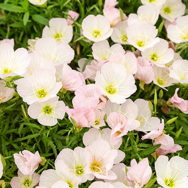 Nachtkerze Siskiyou Pink (x2) - Oenothera siskiyou pink - Willemse
