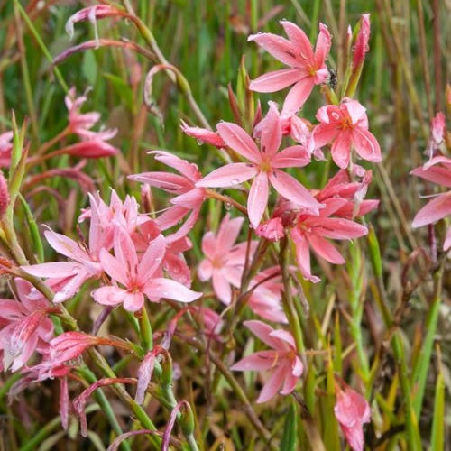 Kaffirliese Mrs. Hegarty - Schizostylis coccinea Mrs Hegarty - Teich