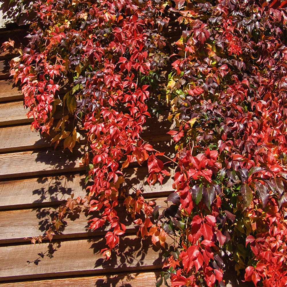Parthenocissus quinquefolia 'engelmannii' - Selbstkletternde Jungfernrebe 'Engelmannii' - Robuste Pflanzen