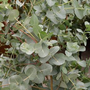 Eukalyptus - Eucalyptus gunnii Silverana - Bäume