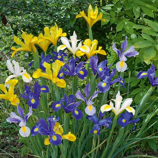 Holländische Iris Mischung 'Dutch Garden' (x50) - Willemse