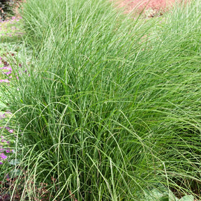 Chinaschilf 'Yaku-Jima' - Miscanthus sinensis yaku jima  (yaku dwarf