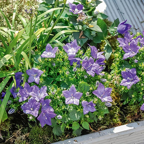 Campanula carpatica - Karpaten-Glockenblume - Glockenblumen