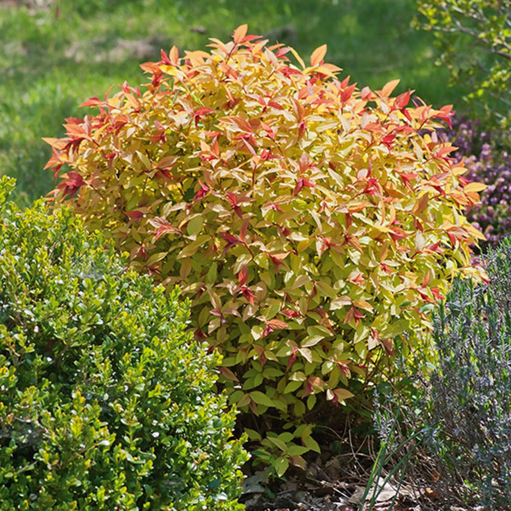 Heckensträucher - Spierstrauch 'Goldflame' - Spiraea japonica goldflame