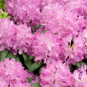 Rhododendron roseum Elegans - Alpenrose 'Roseum Elegans' - Rhododendron