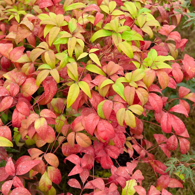 Himmelsbambus 'Firepower' - Nandina domestica Fire Power - Willemse