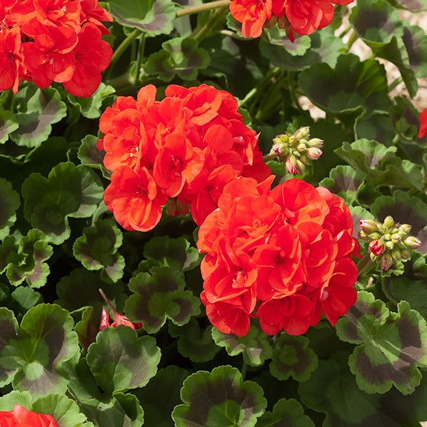 Geranie 'Toscana'® (x3) - Pelargonium zonale toscana ®